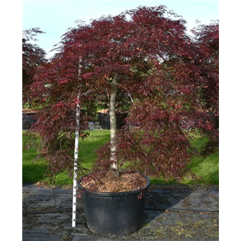 Javor palmatum 'Inaba-shidare' F00006285