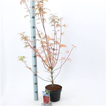 Javor palmatum 'Jerre Schwartz' F00005712