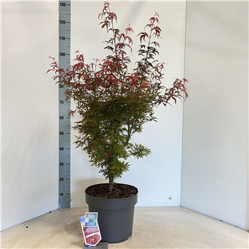 Javor palmatum 'Jerre Schwartz' F00005713