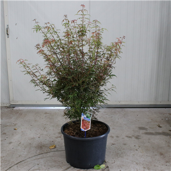 Javor palmatum 'Jerre Schwartz' F00005711