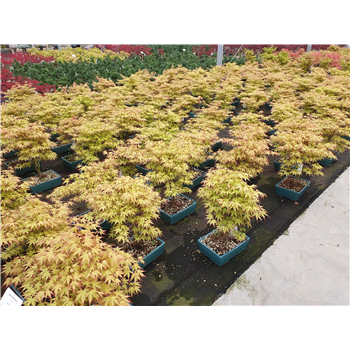 Javor palmatum 'Katsura' F00007591
