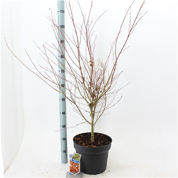 Javor palmatum 'Katsura' F00005716