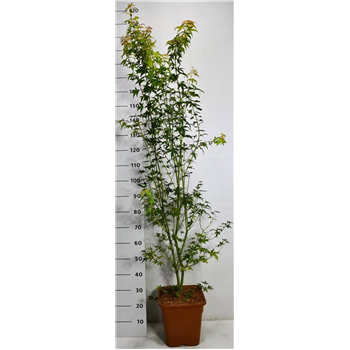 Javor palmatum 'Katsura' F00006389