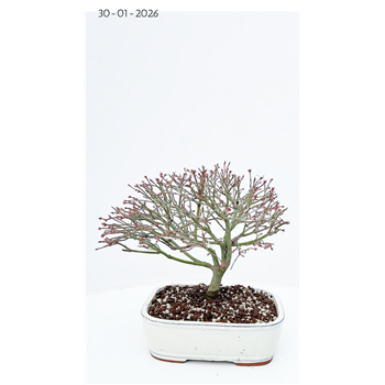 Javor palmatum 'Kiyohime' F00007593