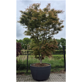 Javor palmatum 'Linearilobum' F00008125