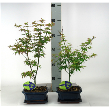 Javor palmatum 'Little Princess' F00002144