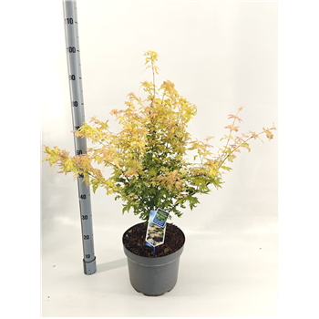 Javor palmatum 'Orange Dream' F00005717