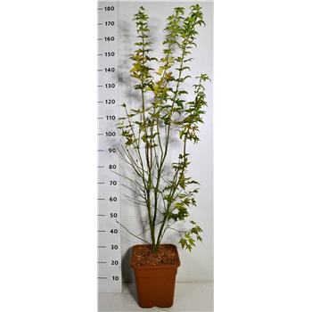 Javor palmatum 'Orange Dream' F00006390