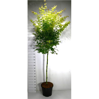 Javor palmatum 'Orange Dream' F00006400