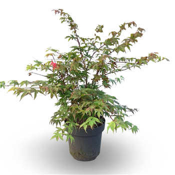Javor palmatum 'Osakazuki' F00008087