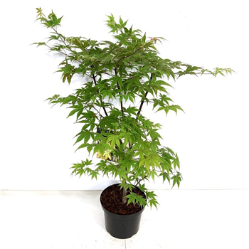 Javor palmatum 'Osakazuki' F00007273