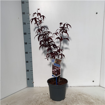 Javor palmatum 'Red Emperor' F00005720