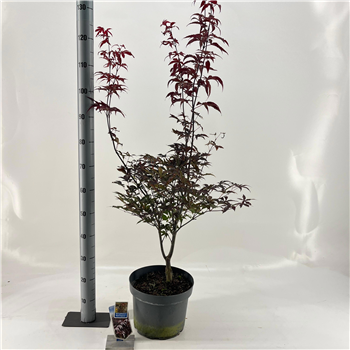 Javor palmatum 'Red Emperor' F00005721