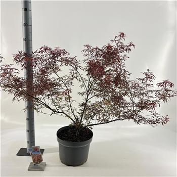 Javor palmatum 'Royal Garnet' F00005723