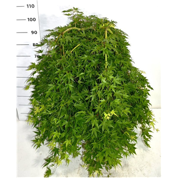 Javor palmatum 'Ryusen' F00006165