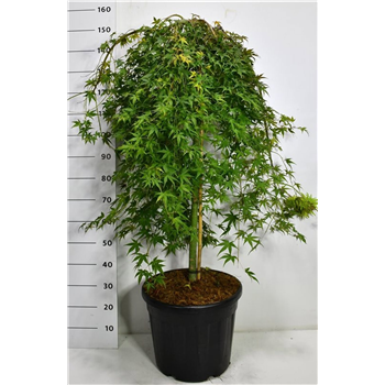 Javor palmatum 'Ryusen' F00006410