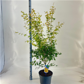 Javor palmatum 'Sangokaku' F00005727