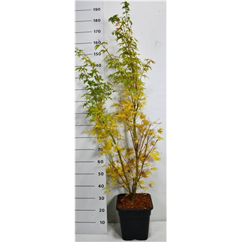 Javor palmatum 'Sangokaku' F00006393