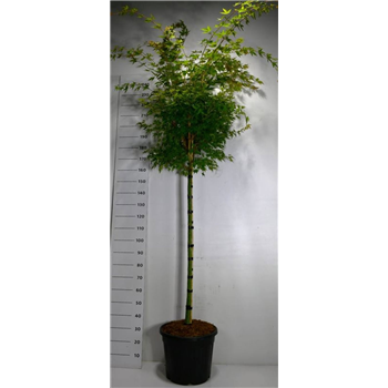Javor palmatum 'Sangokaku' F00006399