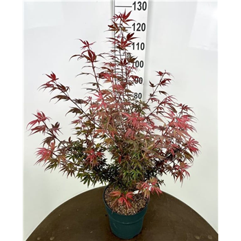 Javor palmatum 'Shaina' F00006730