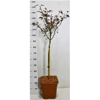 Javor palmatum 'Shaina' F00006109