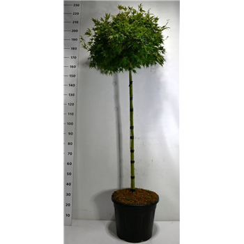 Javor palmatum 'Shaina' F00006398