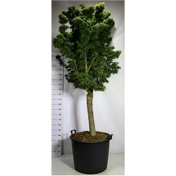 Javor palmatum 'Shishigashira' F00006001