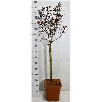 Javor palmatum 'Skeeters Broom' F00006491