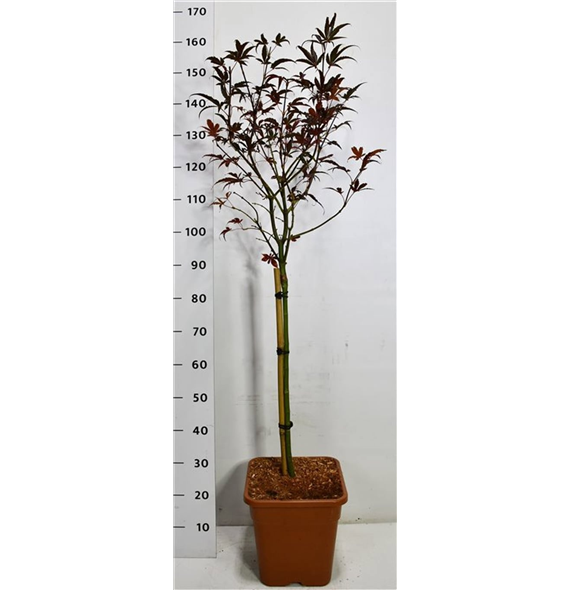 Javor palmatum 'Skeeters Broom' F00006491