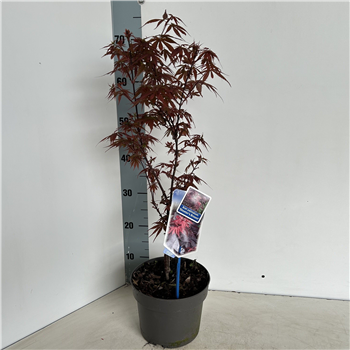 Javor palmatum 'Skeeters Broom' F00005729