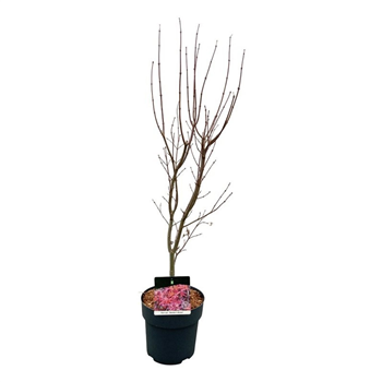 Javor palmatum 'Skeeters Broom' F00006874