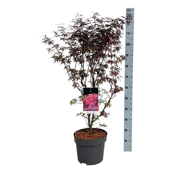 Javor palmatum 'Skeeters Broom' F00007274