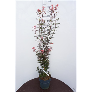 Javor palmatum 'Skeeters Broom' F00006729