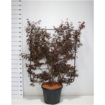 Javor palmatum 'Skeeters Broom' F00006328
