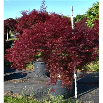 Javor palmatum 'Stella Rossa' F00006179