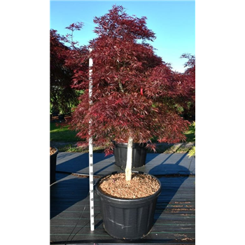Javor palmatum 'Stella Rossa' F00006322