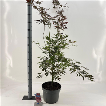 Javor palmatum 'Sumi-nagashi' F00005735