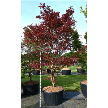 Javor palmatum 'Sumi-nagashi' F00006291