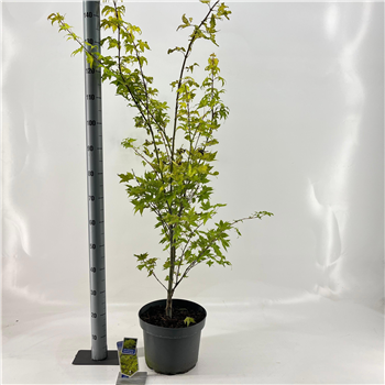 Javor palmatum 'Summer Gold' F00005732