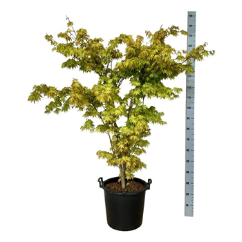 Javor palmatum 'Summer Gold' F00007152