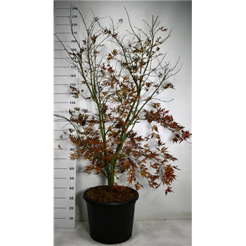 Javor palmatum 'Summer Sunset' F00006153