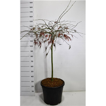 Javor palmatum 'Tamukeyama' F00006492