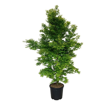 Javor palmatum 'Tsukasa Silhouette' F00006935