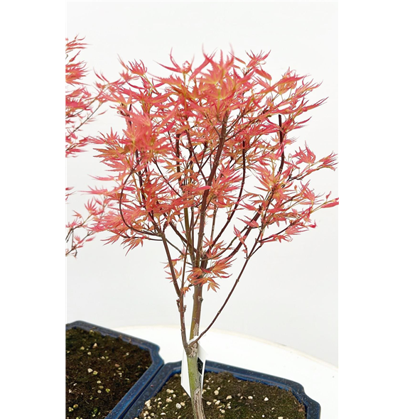 Javor palmatum 'Wilson's Pink Dwarf' F00007600