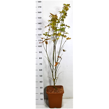 Javor palmatum Summer Gold F00006392