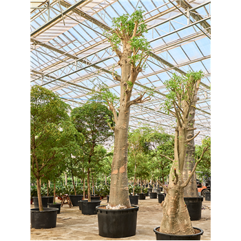 Adansonia digitata 4ADDIRS60