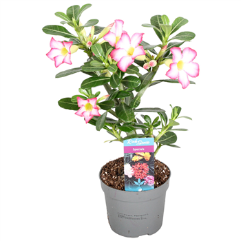 Adenium obesum 'Pinkstar' F00000330