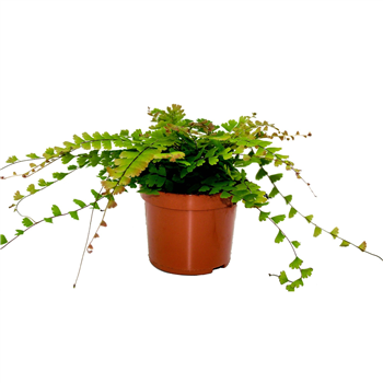 Adiantum caudatum F00005268