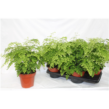 Adiantum raddianum 'Fragrans' F00002346