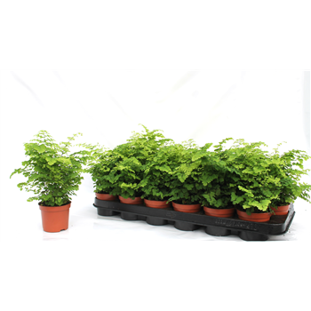 Adiantum raddianum 'Fritz-Luthi' F00003015